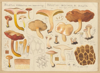 Hans Walty - Boletus piperatus Boletus bovinus.webp