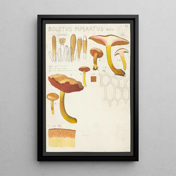 Boletus piperatus Bull - Hans Baldung | Reproduction — ingelijst kunstwerk aan de muur
