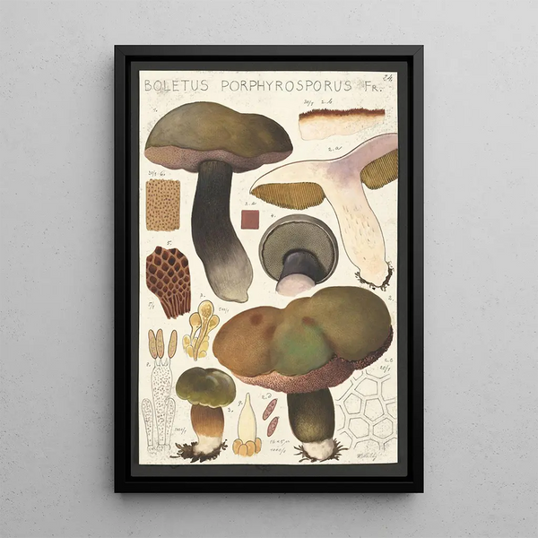 Boletus porphyrosporus Fr - Hans Baldung — ingelijst kunstwerk aan de muur