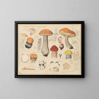Hans Walty - Boletus rufus Schaeffer.webp