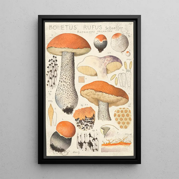 Boletus rufus Schaeffer rufescens secretan - Hans Baldung — ingelijst kunstwerk aan de muur