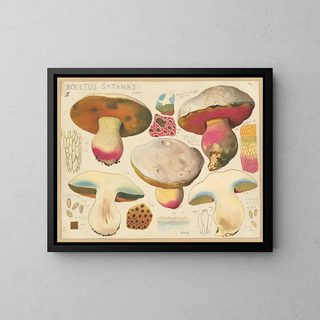 Hans Walty - Boletus satanas Lenz 2.webp