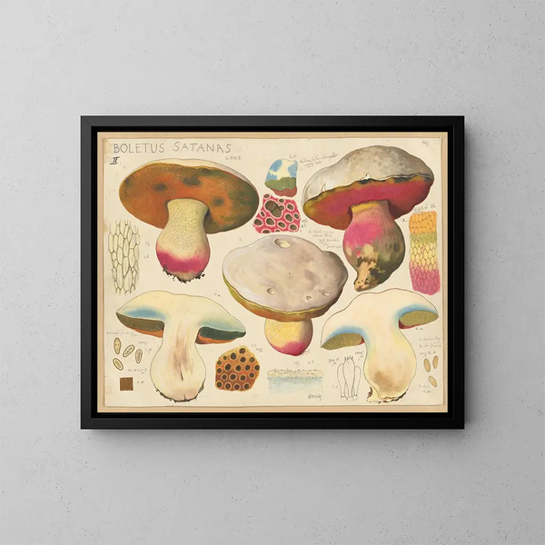 Boletus satanas - Hans Baldung — ingelijst kunstwerk aan de muur