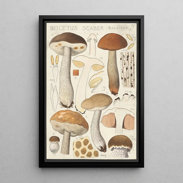 Boletus scaber Bulliard - Hans Baldung — ingelijst kunstwerk aan de muur