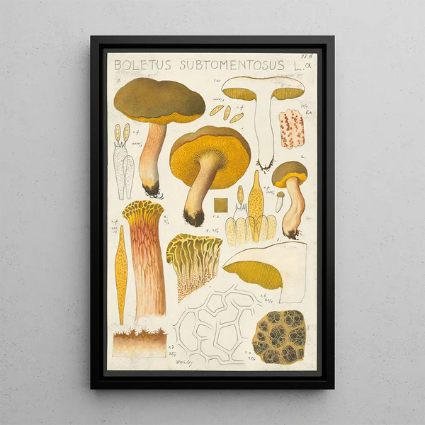 Boletus subtomentosus L - Hans Baldung | Reproduction — ingelijst kunstwerk aan de muur