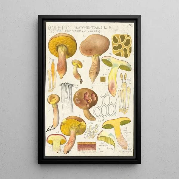 L Boletus subtomentosus L Subsp eriophorus Rostkowius - Hans Baldung — ingelijst kunstwerk aan de muur