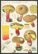 Boletus terreus Secr - Hans Baldung — weergave van het kunstwerk