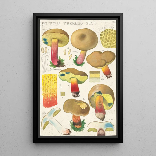 Boletus terreus Secr - Hans Baldung — ingelijst kunstwerk aan de muur