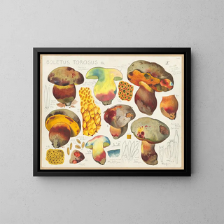 Hans Walty - Boletus torosus Fr.webp