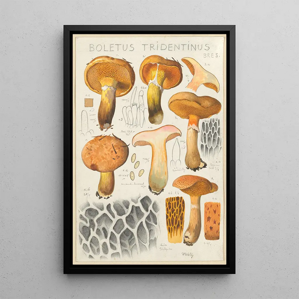 Boletus tridentinus - Hans Baldung — ingelijst kunstwerk aan de muur
