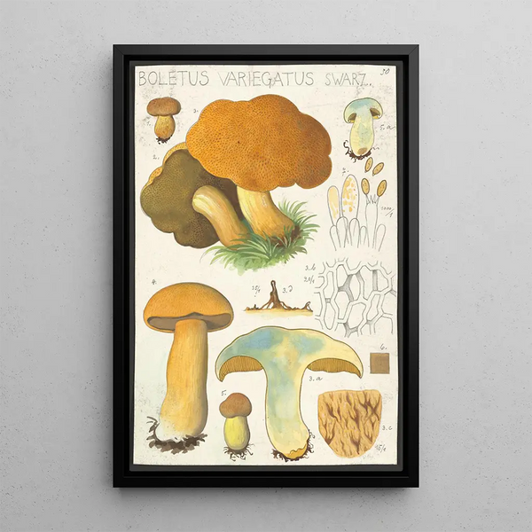 Boletus variegatus Swarz - Hans Baldung — ingelijst kunstwerk aan de muur