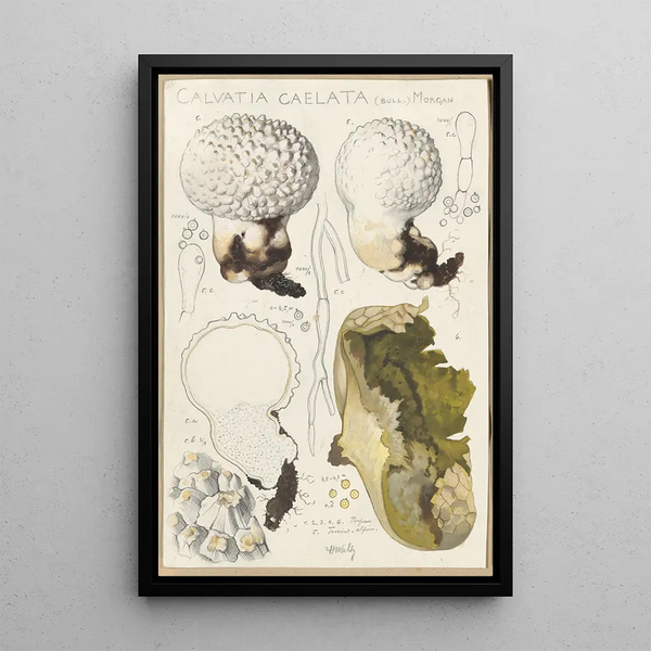 Calvatia caelata - Hans Baldung — ingelijst kunstwerk aan de muur