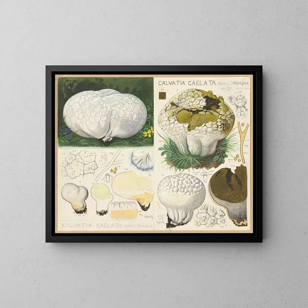 Calvatia caelata - Hans Baldung — ingelijst kunstwerk aan de muur