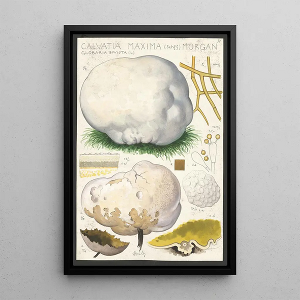 L: Calvatia maxima Schff Morgan Globaria bovista L - Hans Baldung — ingelijst kunstwerk aan de muur