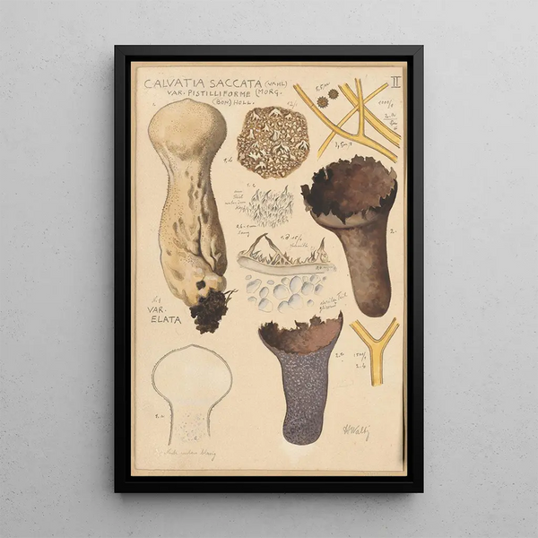 Calvatia saccata - Hans Baldung — ingelijst kunstwerk aan de muur