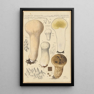 Hans Walty - Calvatia saccata var Pistilliformis.webp