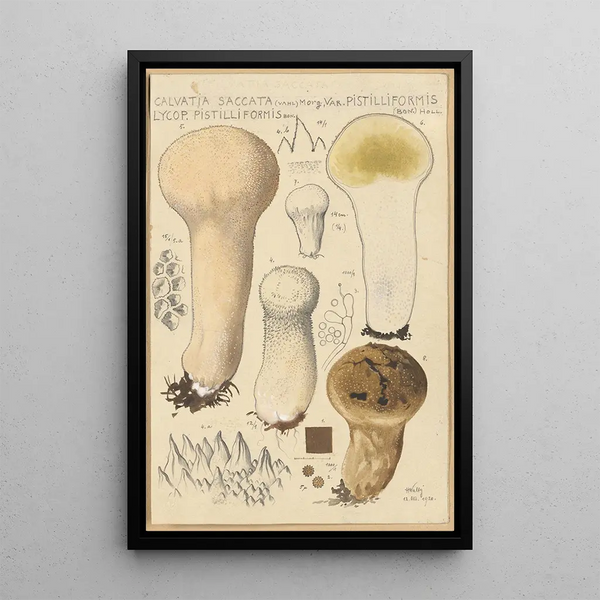 Calvatia saccata var Pistilliformis - Hans Baldung — ingelijst kunstwerk aan de muur
