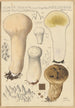 Calvatia saccata var Pistilliformis - Hans Baldung — weergave van het kunstwerk