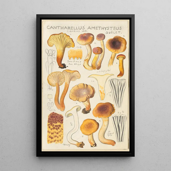 Cantharellus amethysteus - Hans Baldung — ingelijst kunstwerk aan de muur