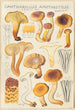 Cantharellus amethysteus - Hans Baldung — weergave van het kunstwerk