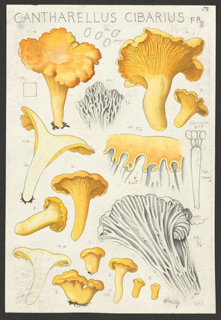 Hans Walty - Cantharellus cibarius Fr.webp