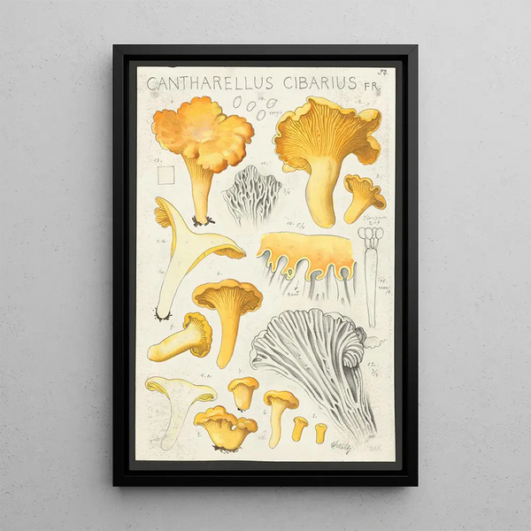 Cantharellus cibarius Fr - Hans Baldung — ingelijst kunstwerk aan de muur
