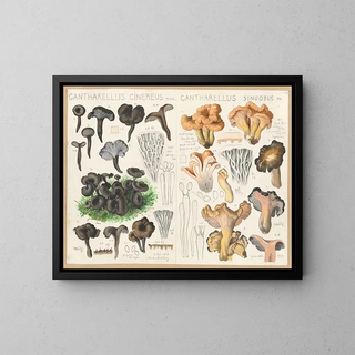 Hans Walty - Cantharellus cinereus Cantharellus sinuosus.webp