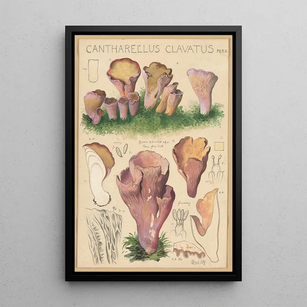 Cantharellus clavatus Pers - Hans Baldung — ingelijst kunstwerk aan de muur