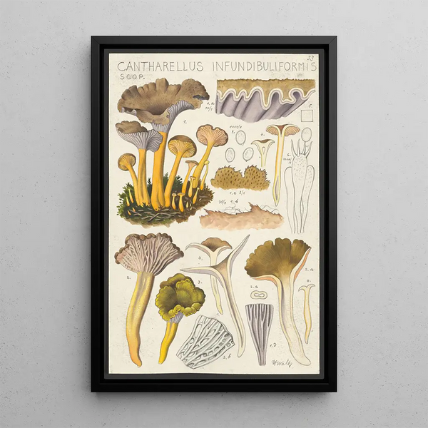 Cantharellus infundibuliformis Scop - Hans Baldung — ingelijst kunstwerk aan de muur