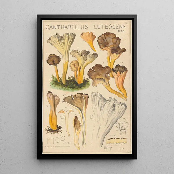 Cantharellus lutescens - Hans Baldung — ingelijst kunstwerk aan de muur