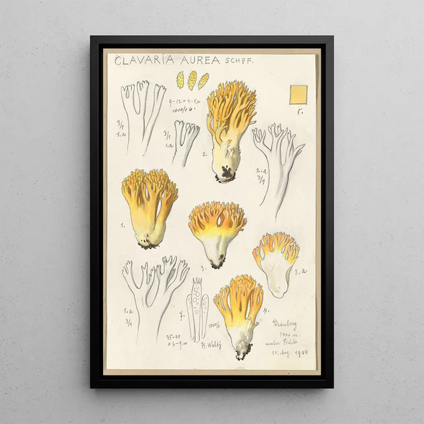 Clavaria aurea Schff - Hans Baldung — ingelijst kunstwerk aan de muur