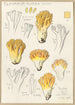 Clavaria aurea Schff - Hans Baldung — weergave van het kunstwerk