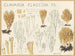 Clavaria flaccida - Hans Baldung — weergave van het kunstwerk