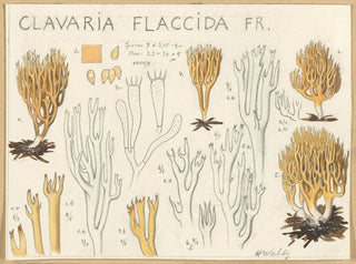 Clavaria flaccida - Hans Baldung — weergave van het kunstwerk