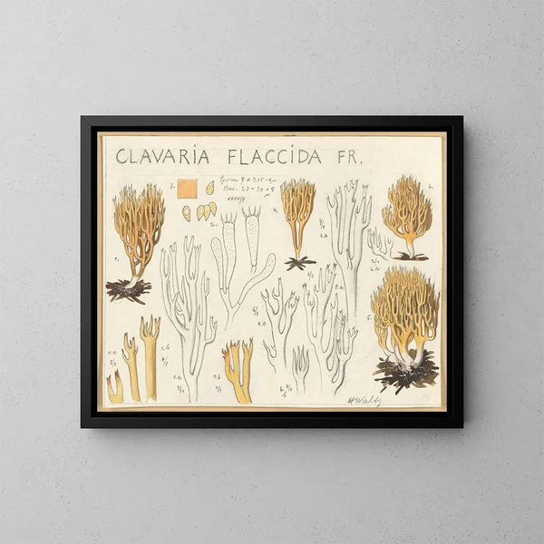Clavaria flaccida - Hans Baldung — ingelijst kunstwerk aan de muur