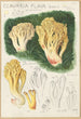 Clavaria flava - Hans Baldung — weergave van het kunstwerk