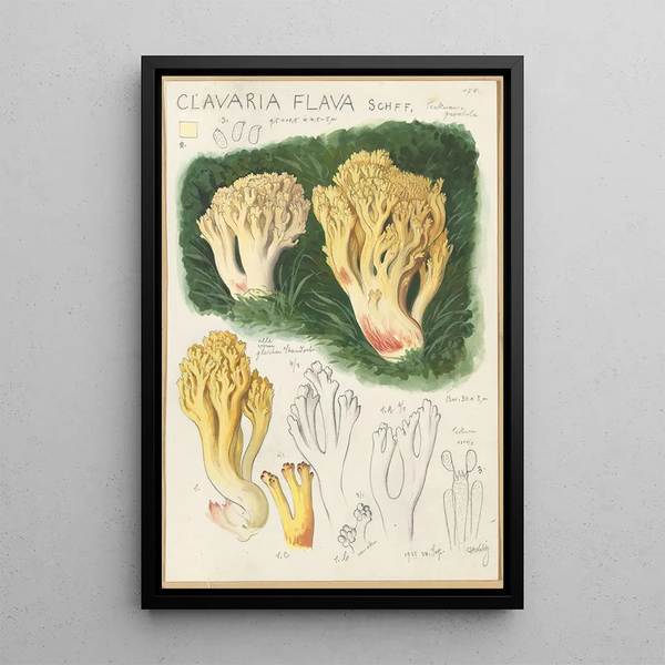 Clavaria flava - Hans Baldung — ingelijst kunstwerk aan de muur