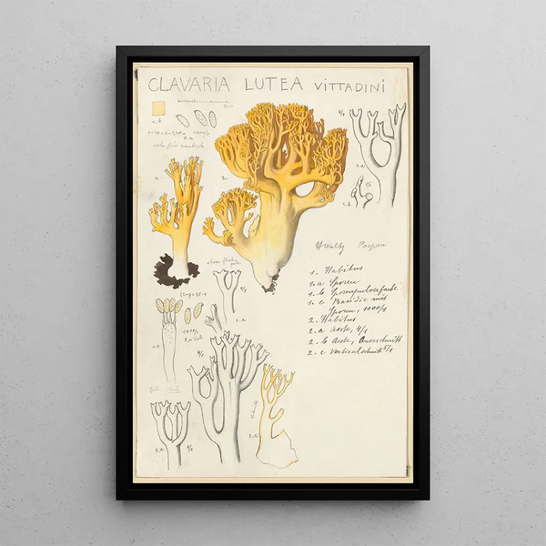Clavaria lutea - Hans Baldung — ingelijst kunstwerk aan de muur