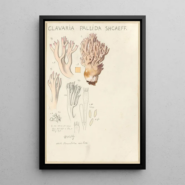 Clavaria pallida Shcaeff - Hans Baldung — ingelijst kunstwerk aan de muur