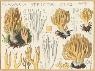 Clavaria stricte - Hans Baldung — weergave van het kunstwerk