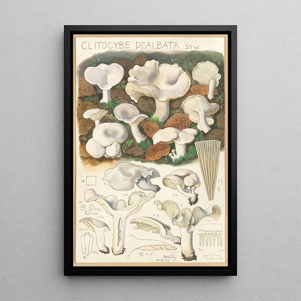 Clitocybe dealbata - Hans Baldung — ingelijst kunstwerk aan de muur