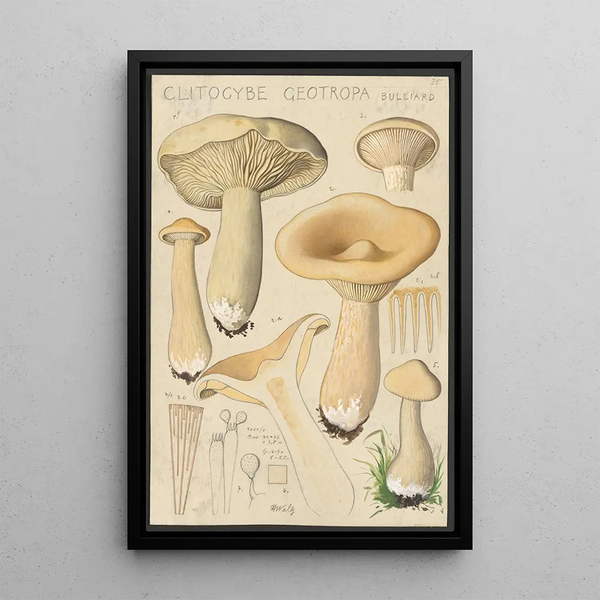 Clitocybe geotropa Bulliard - Hans Baldung — ingelijst kunstwerk aan de muur