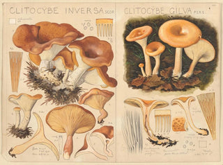 Clitocybe inversa en Clitocybe gilva - Hans Baldung — weergave van het kunstwerk