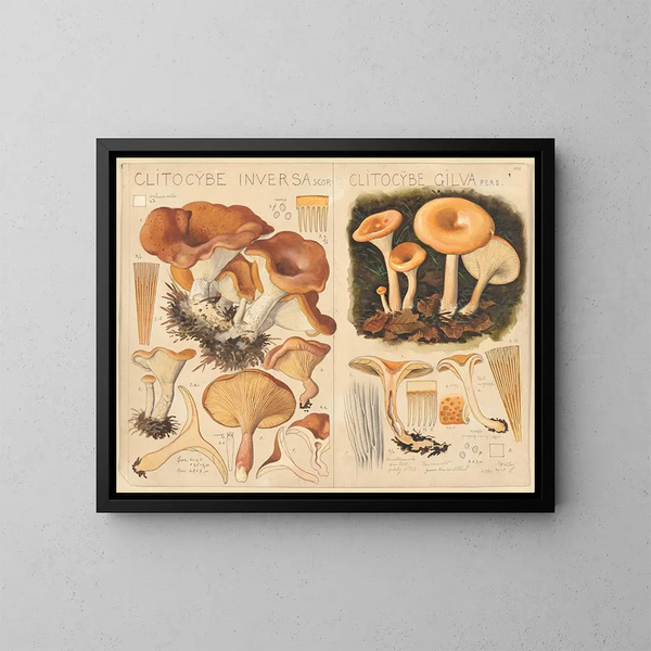 Clitocybe inversa en Clitocybe gilva - Hans Baldung — ingelijst kunstwerk aan de muur