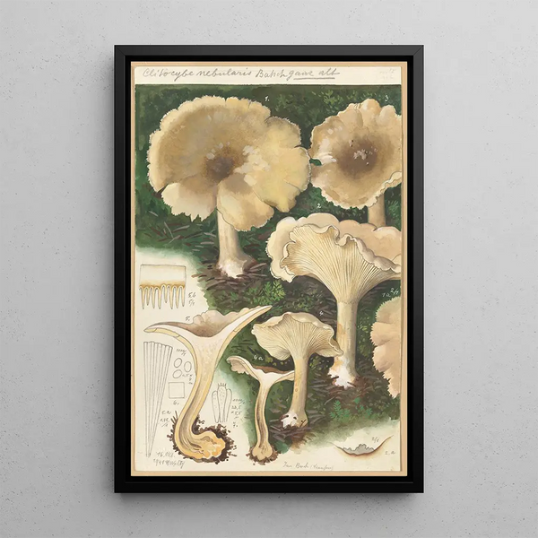 Clitocybe nébuleux - Hans Baldung — ingelijst kunstwerk aan de muur