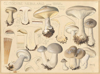 Clitocybe nébuleux - Hans Baldung — weergave van het kunstwerk