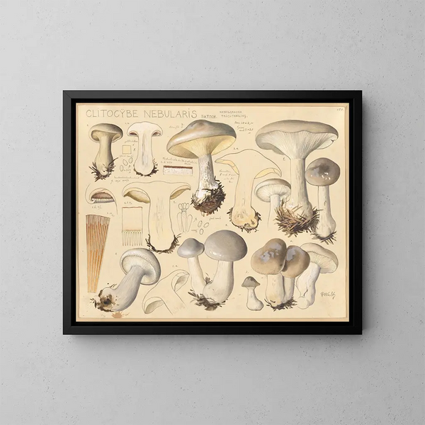 Clitocybe nébuleux - Hans Baldung — ingelijst kunstwerk aan de muur