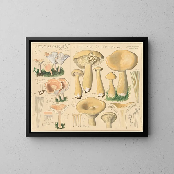 Clitocybe obsoleta en Clitocybe géotrope - Hans Baldung — ingelijst kunstwerk aan de muur
