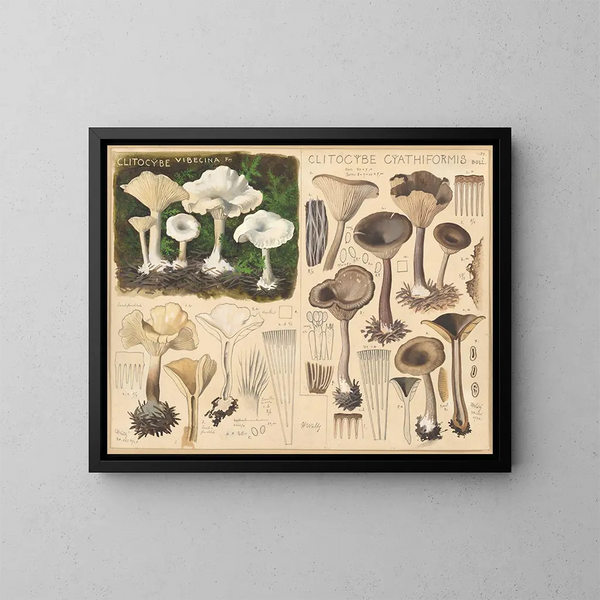 Clitocybe vibecina en Clitocybe cyathiformis - Hans Baldung — ingelijst kunstwerk aan de muur