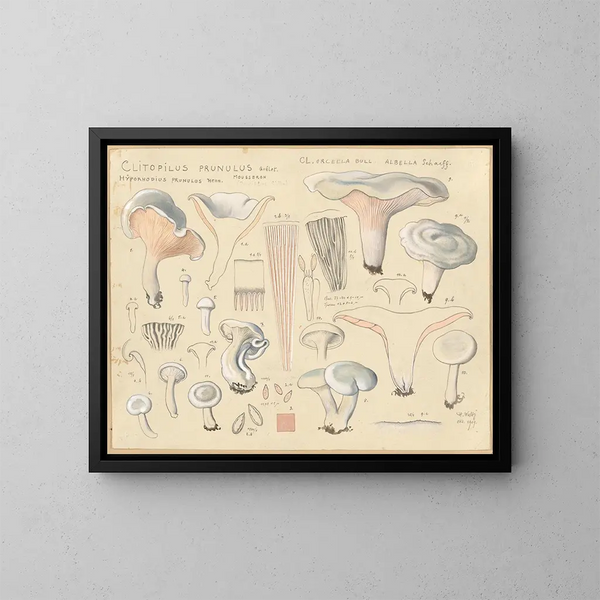 Clitopile prunule - Hans Baldung — ingelijst kunstwerk aan de muur